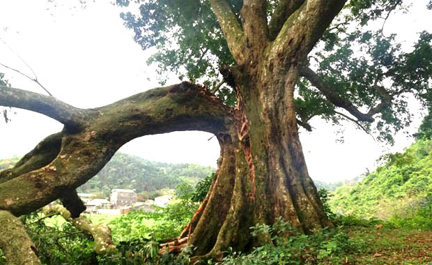Cây[-]Sấu[-]Di[-]sản:[-]Mầm[-]sống[-]mới[-]trỗi[-]dậy[-]từ[-]cội[-]nguồn